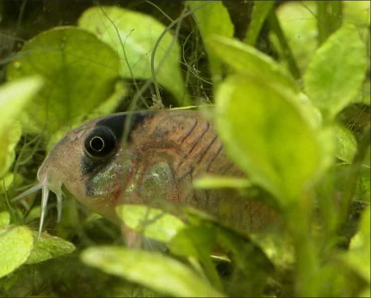 Panda corydoras peeking from a plant