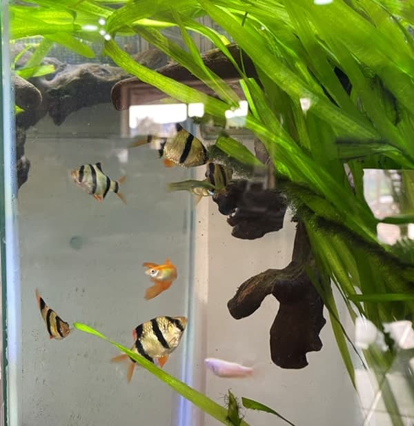 Tiger Barbs in My 30 gallon tank