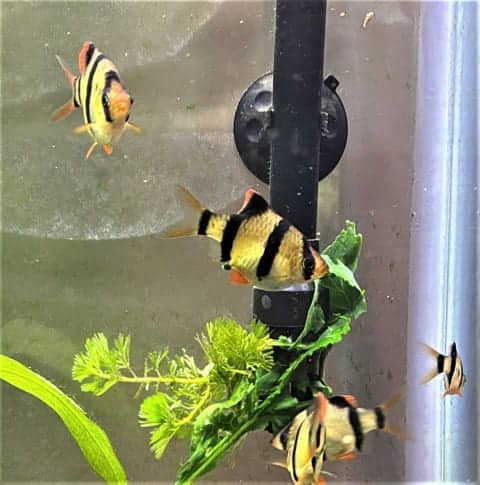 Tiger Barbs