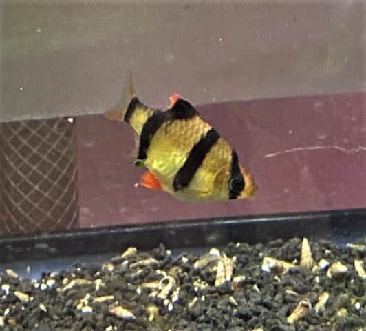 Tiger Barbs picture 6