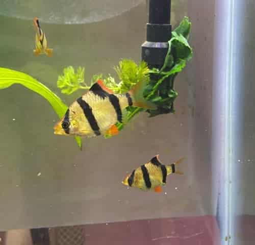 Tiger Barbs picture 5