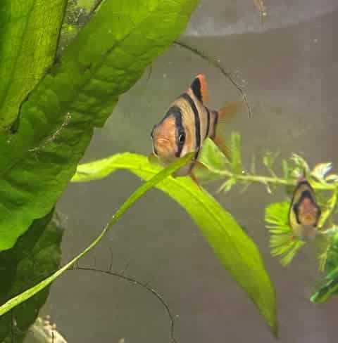 Tiger Barb looking at the photographer