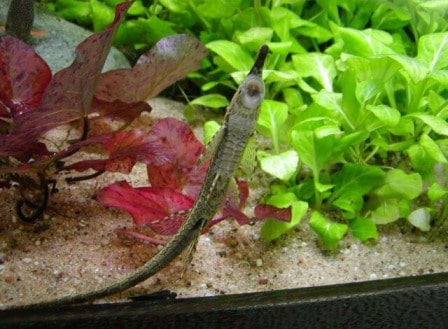 Whiptail Plecostomus