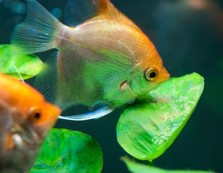 Freshwater Angelfish caring for their eggs