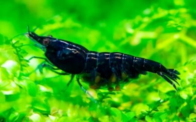 The 9 Best Freshwater Aquarium Fish Foods To Try