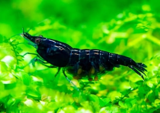 https://plantedaquariumexpert.com/wp-content/uploads/2022/08/male-cherry-shrimp-planted-aquarium-high-res-scaled.jpg