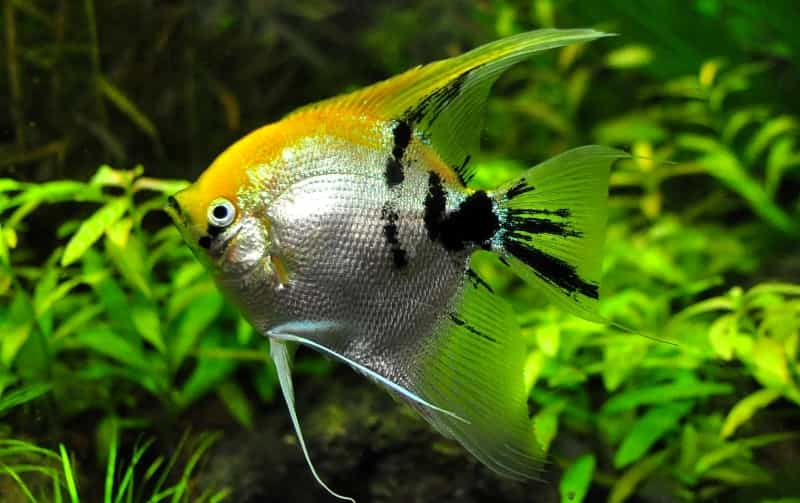 freshwater angelfish slight Koi colors