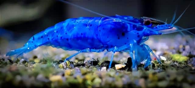 Blue freshwater aquarium shrimp