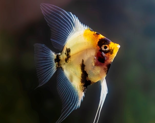 Beautiful blushing angelfish