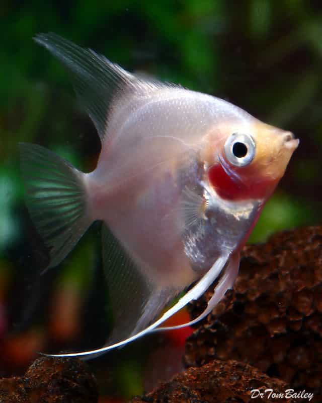 Blushing angelfish