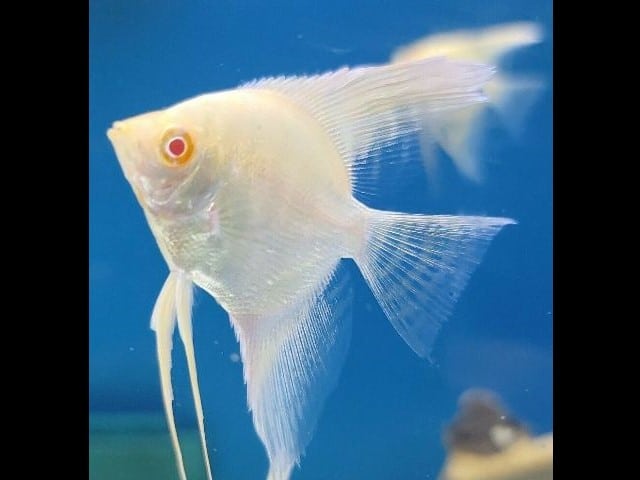 Albino Angelfish