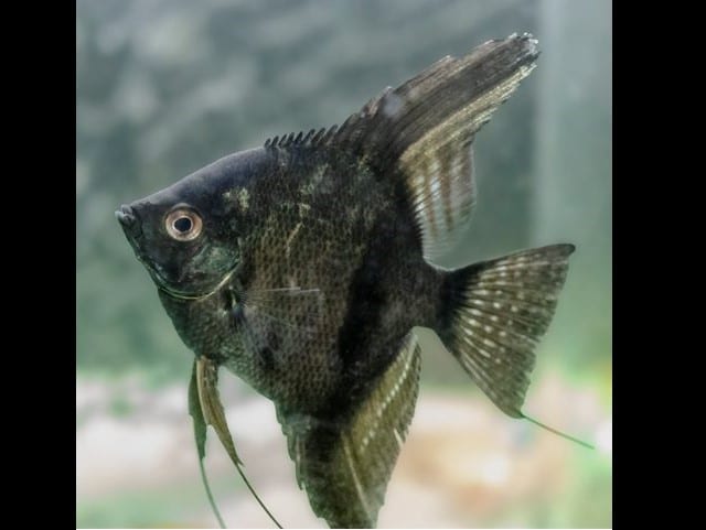 Black angelfish freshwater 640 X 480