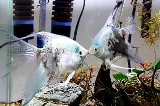 Freshwater Blue angelfish pair
