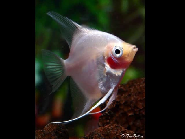 Blushing angelfish - freshwater