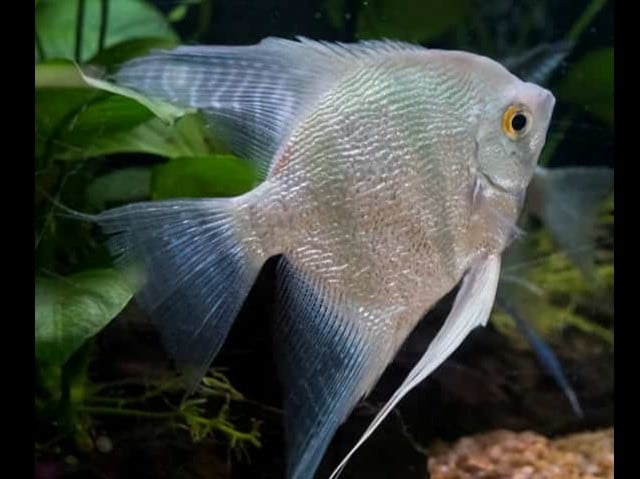 pearlscale freshwater angelfish 640 X 480