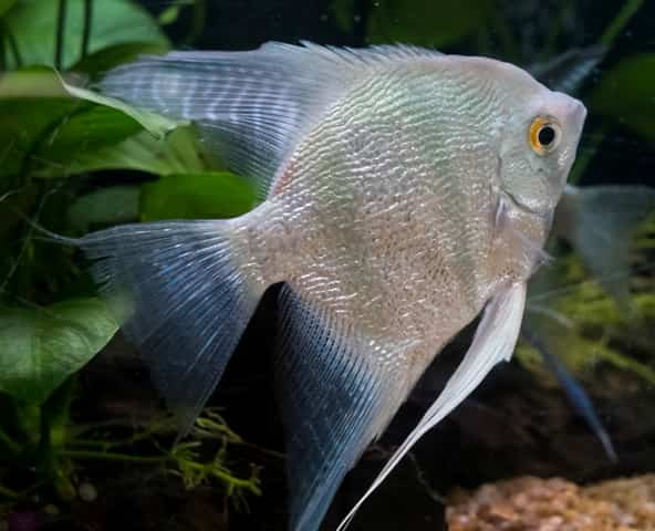 Freshwater Angelfish Care: Proven Tips from 37 Years of Experience