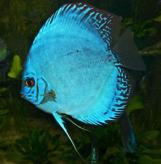 Blue Discus – Symphysodon aequifasciatus