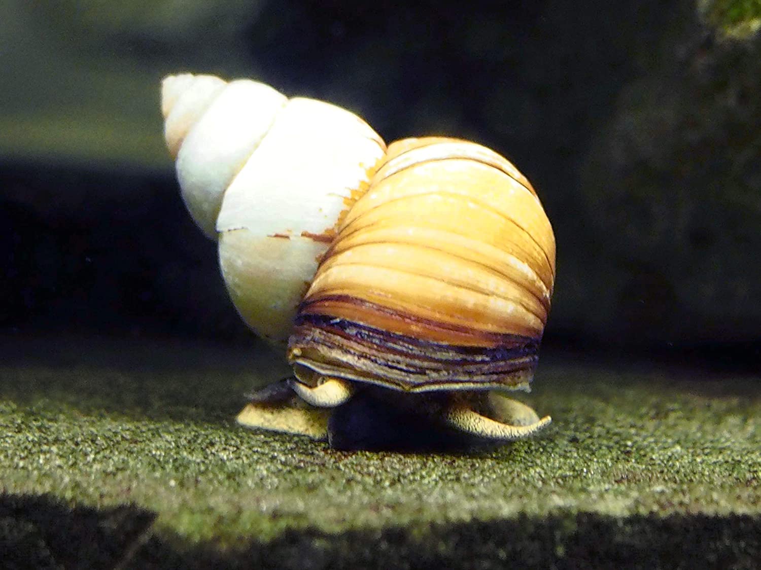 Japanese Trapdoor Snails 