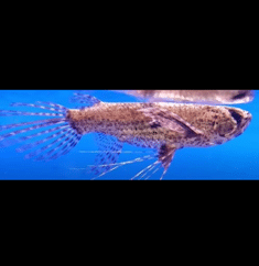 Caring For Your Rare, Freshwater, African Butterflyfish, Successfully, 8 FAQ’s