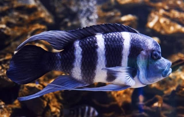 Frontosa Fish – African Cichlid – 6 pictures, 6 how to raise facts