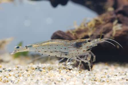 Amano shrimp image