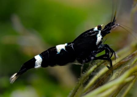 Black and white panda shrimp
