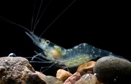 ghost or glass shrimp image