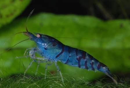 Blue tiger shrimp image