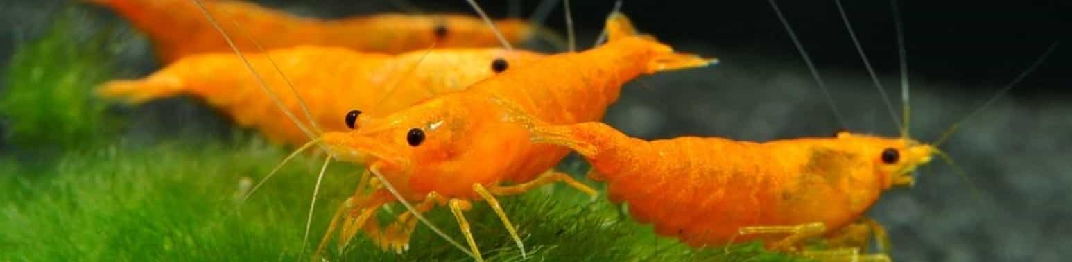 Tangerine colored freshwater shrimp