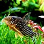 Bristlenose / Bushynose Plecostomus Care - The Ultimate Guide ...