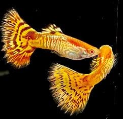 Guppies  are an excellent choice of one of the 20 best aquarium fish for beginners