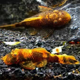 Bristlenose catfish, plecostomus