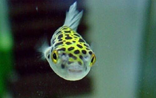 pufferfish green spotted