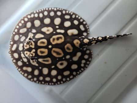 common freshwater stingray brown coloration