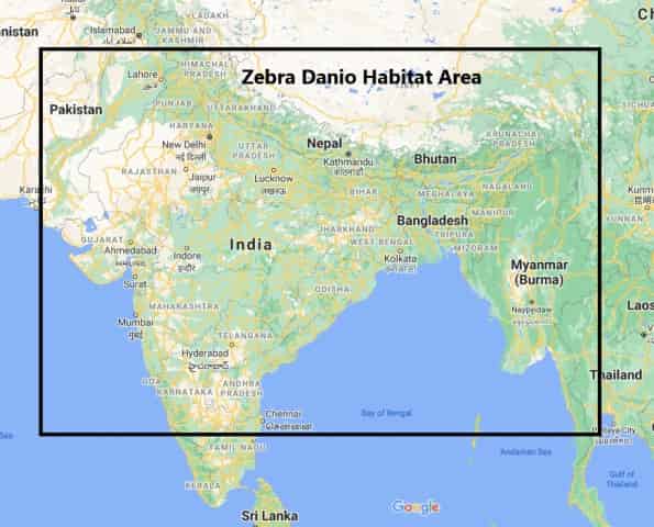 Map of the zebra danio origins