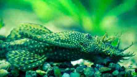 green bristlenose plecostomus catfish fish