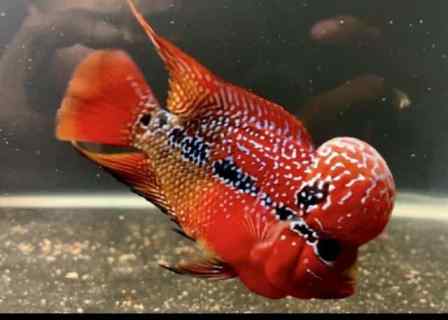 Bump head fish, red