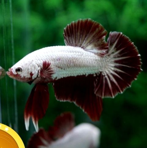 Betta white and red