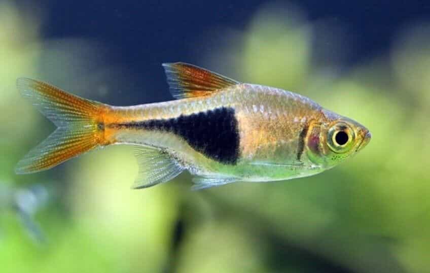 rasbora fish