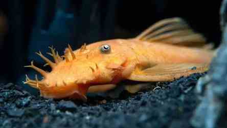 Super red bushynose bristlenose plecostomus catfish fish