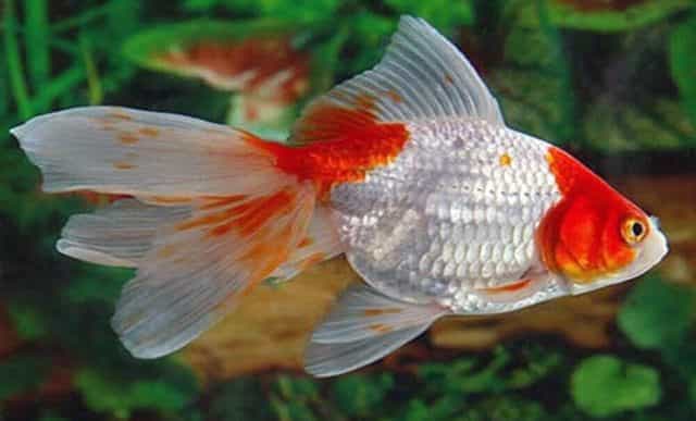 fantail gold fish