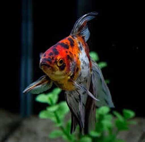 goldfish care for beginners