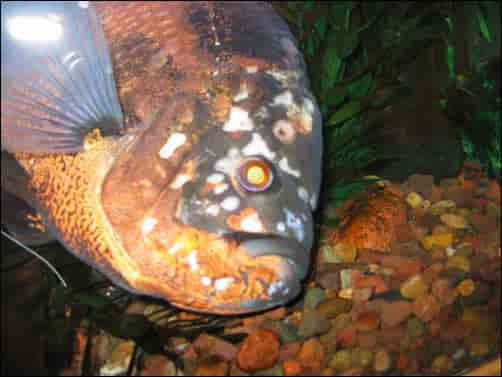 Oscar fish care: Hole in the head death