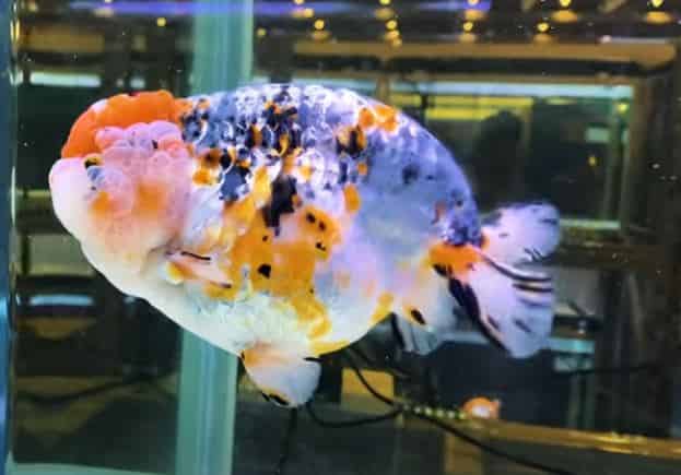 lionchu goldfish