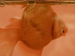 Goldfish Swim bladder disease