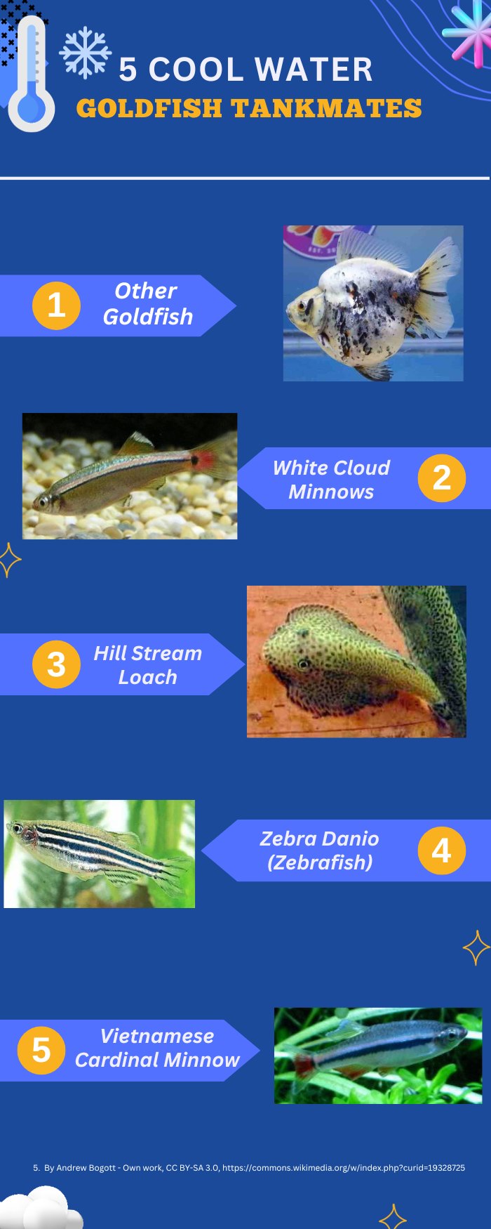 Cool water community aquarium fish infographic