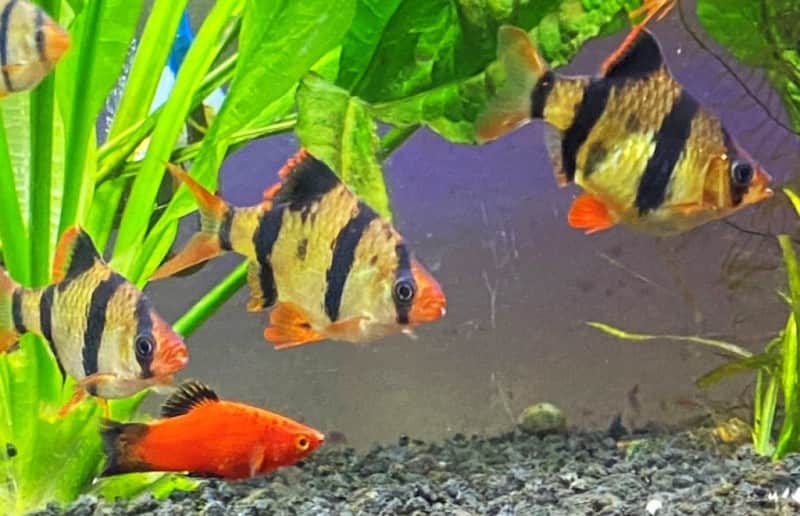 Tiger barbs and a platy in my tank