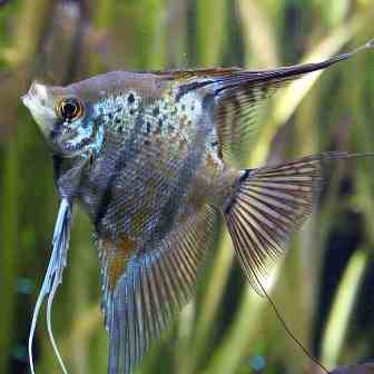 Scalare Angelfish