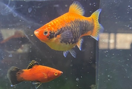 Male and female platy in my aquarium