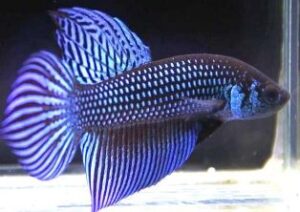 Bristlenose / Bushynose Plecostomus Care - The Ultimate Guide ...